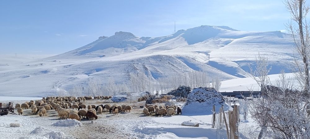 Photograph by SABHATULLAH YILDIZ