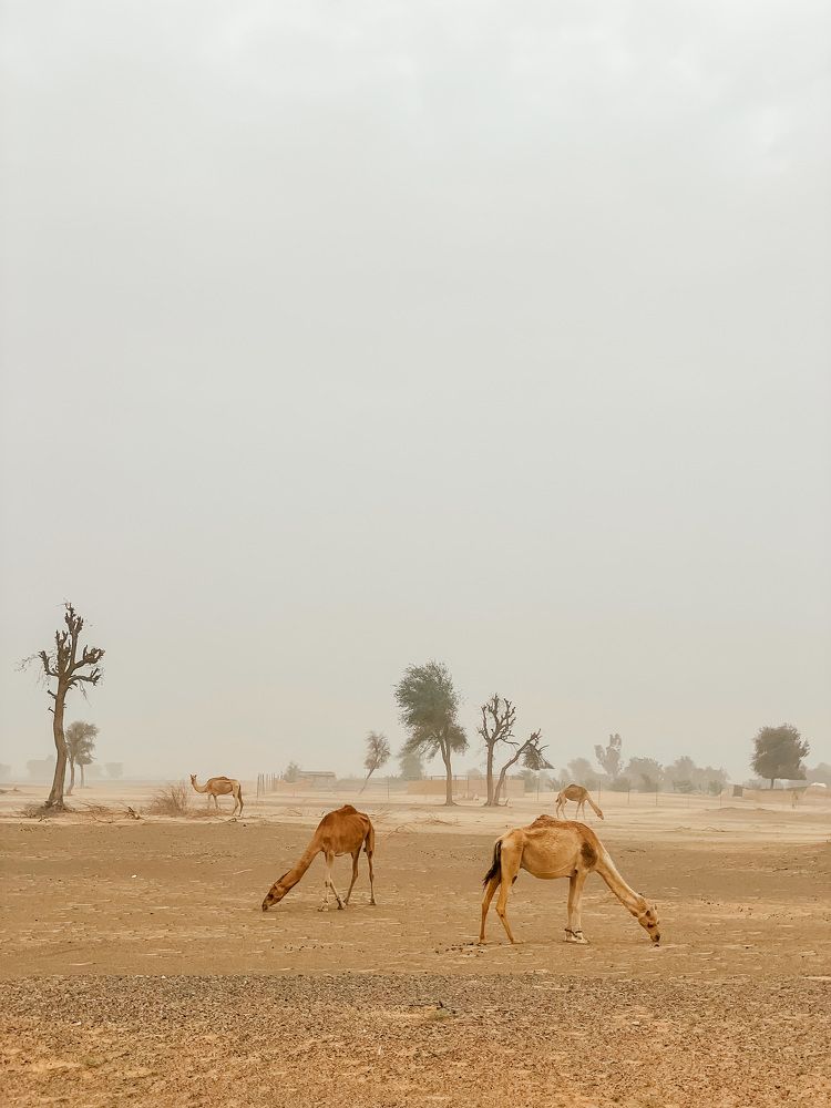 Photograph by Svetlana Kuzmenko