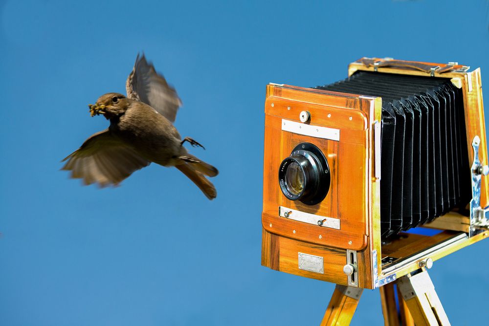 Для лучшего фото Фотограф шутил: сейчас вылетит птичка