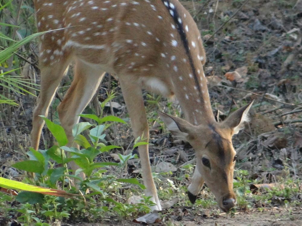 Photograph by SUNISHKA GUHA