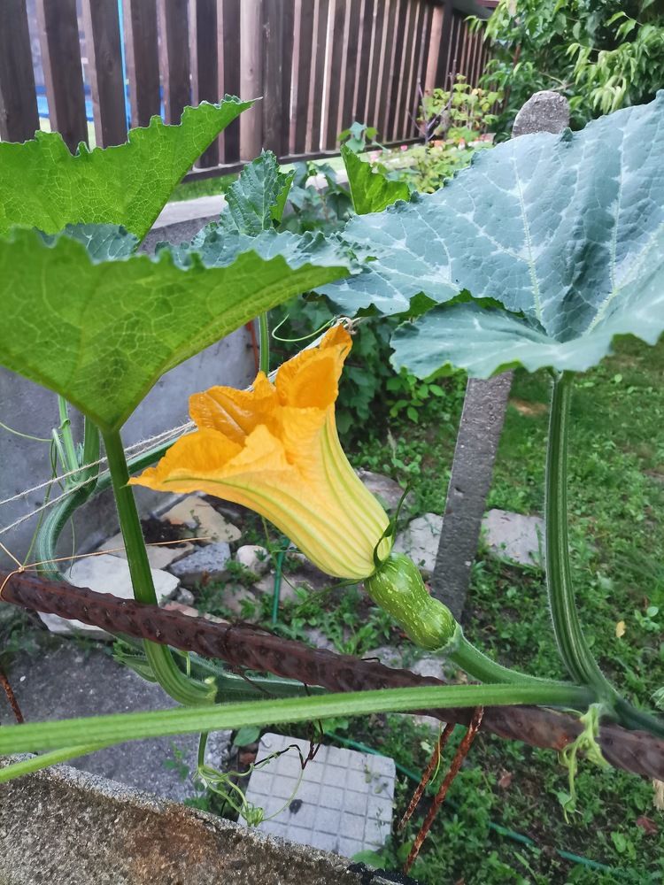 Фотография автора Stoyan Blagoev