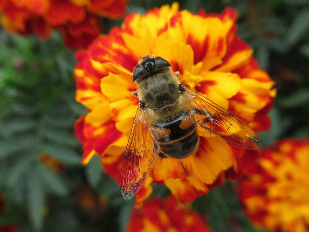 Муха-журчалка