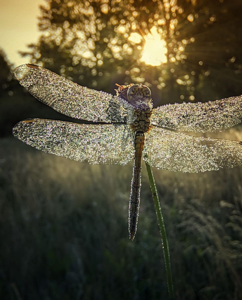 Photograph by Natalia Bolotenkova