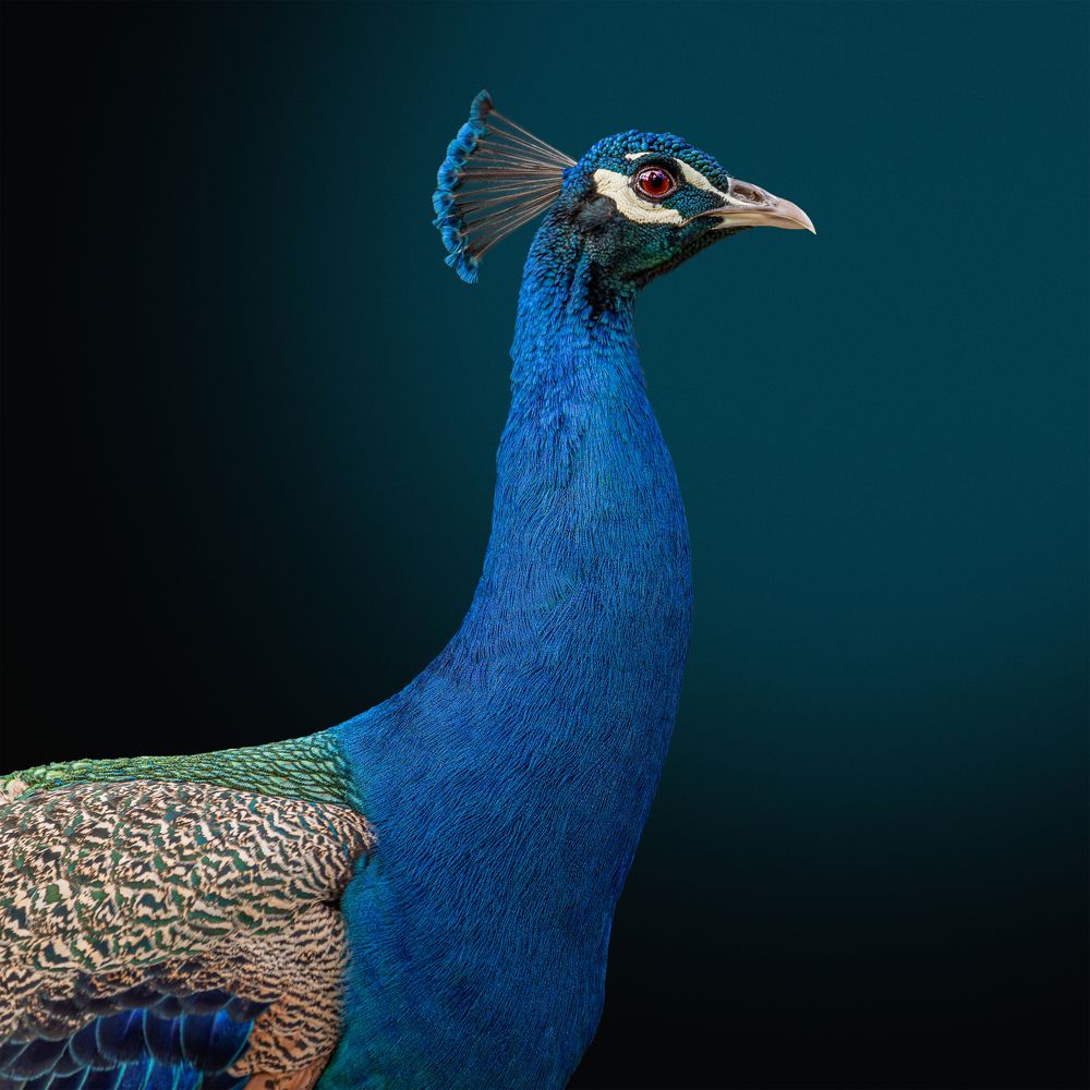 Peacock