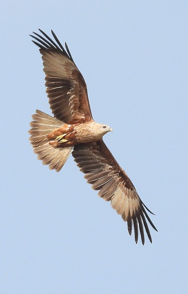 Photograph by SUDARSHANA KRISHNA N.S.