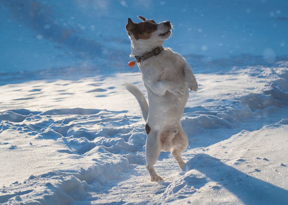 Антей на прогулке