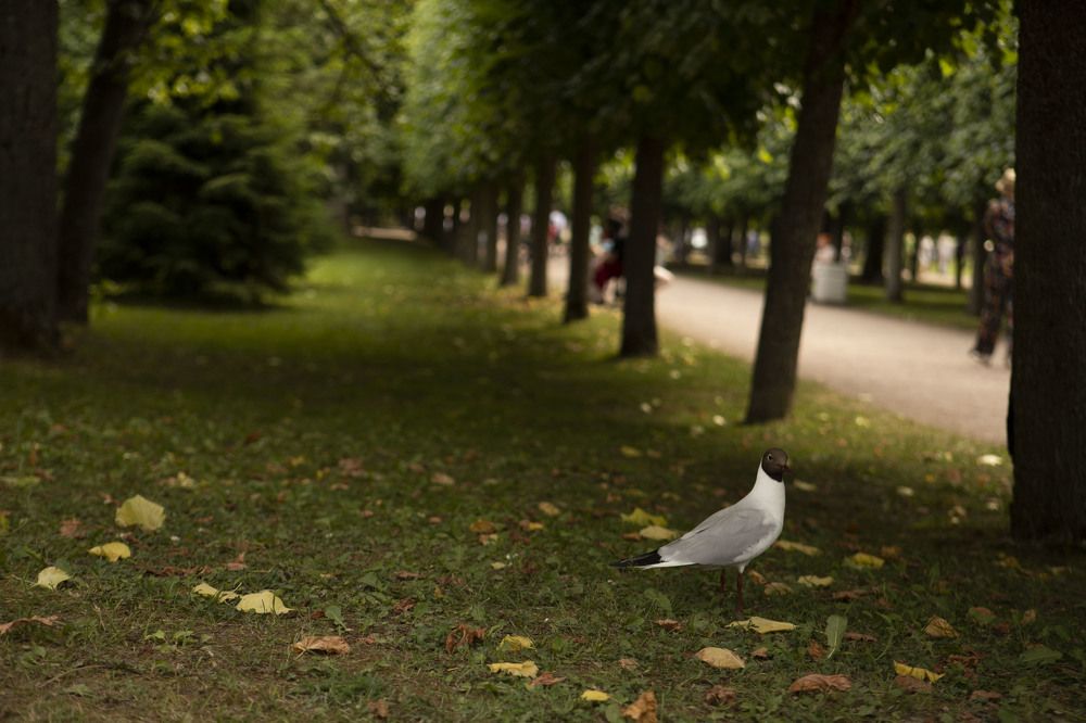 Photograph by Анна Романенкова