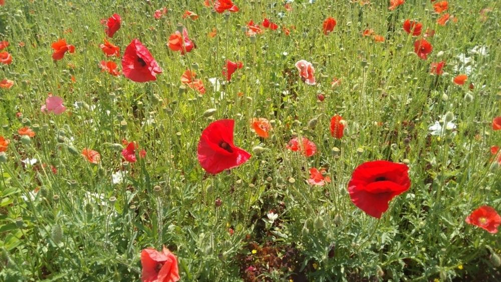 Маковое поле
