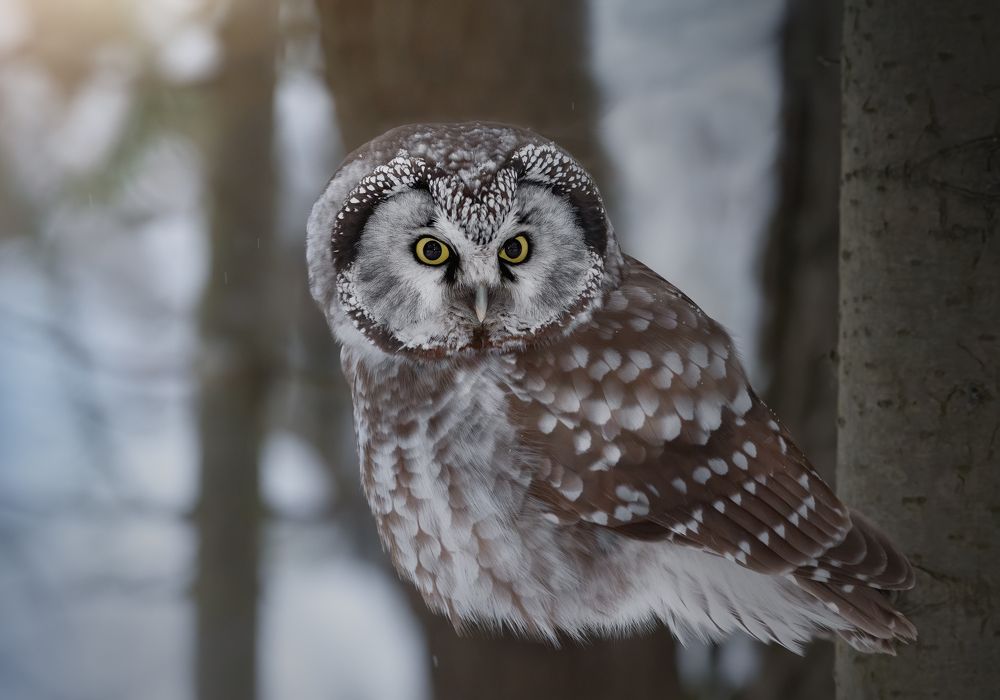 Парящий в воздухе.