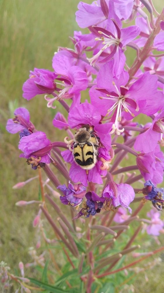 Ах, этот божественный нектар!