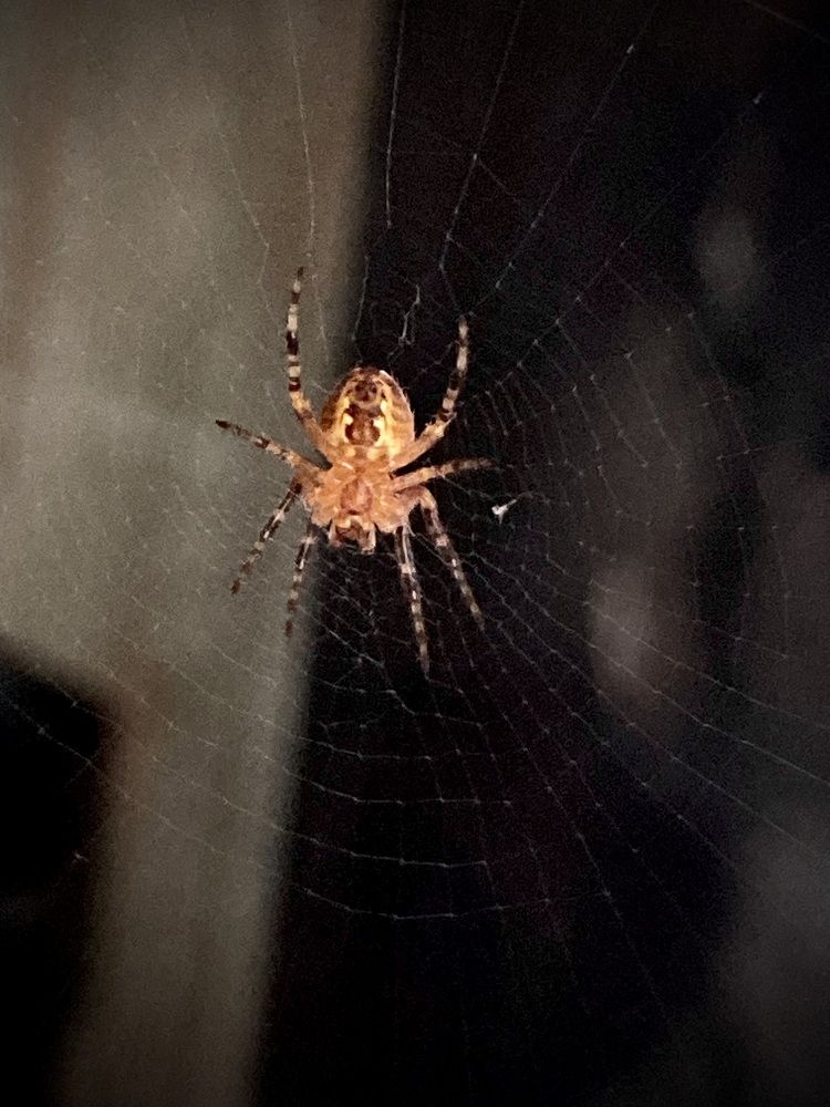 Photograph by Ирина Медовая