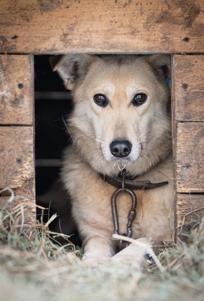 Фотография автора NIKOLAY KALININ