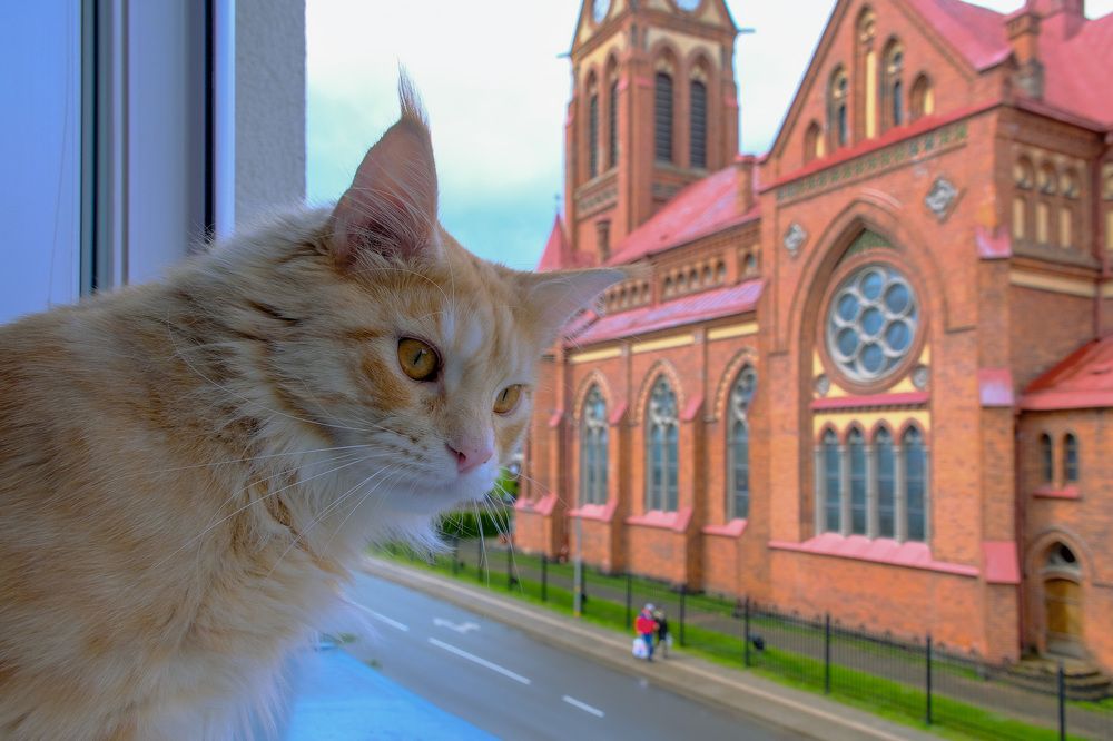 Окно, кот и церковь
