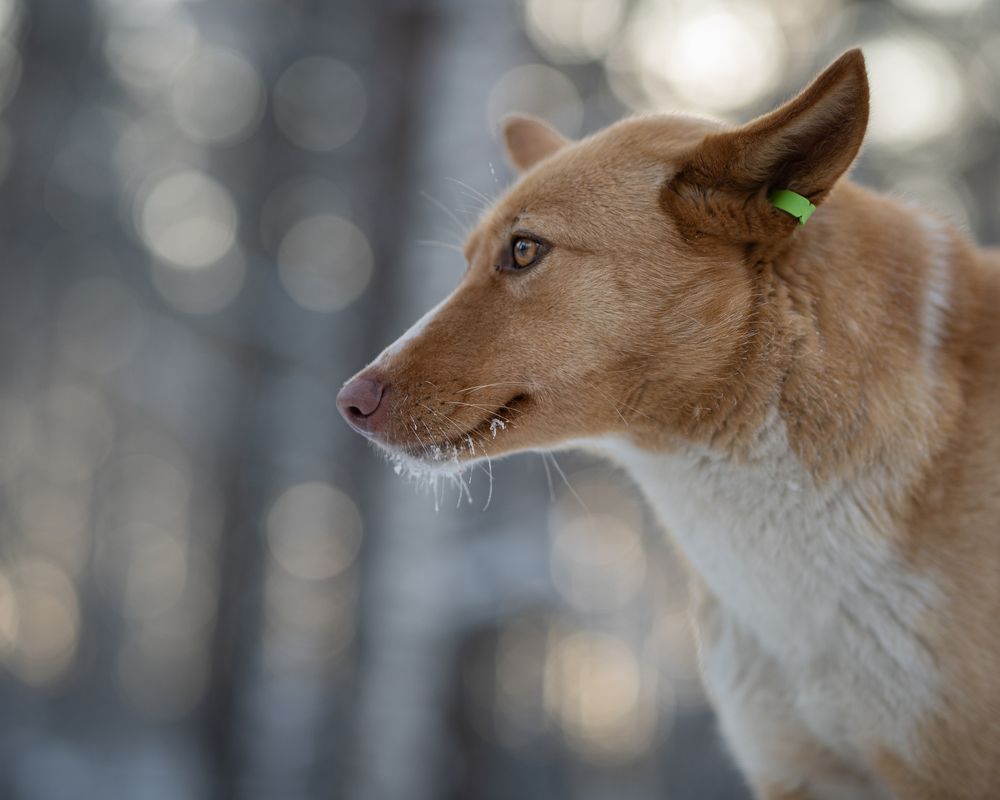 Фотография автора NIKOLAY KALININ