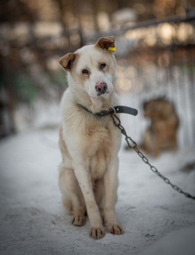 Фотография автора NIKOLAY KALININ