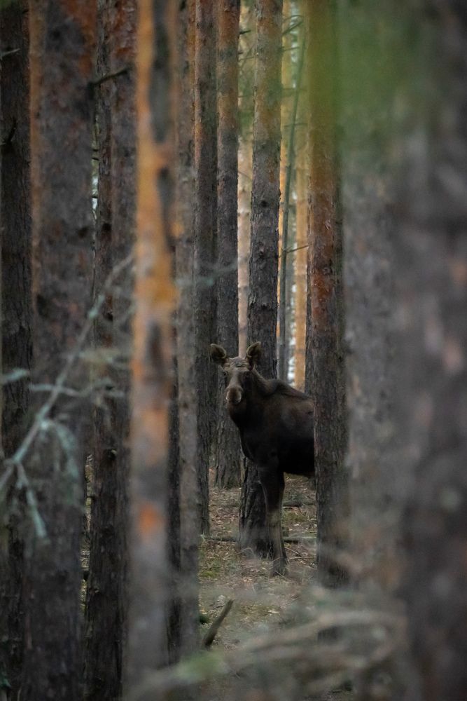 Photograph by Владимир Коновалов