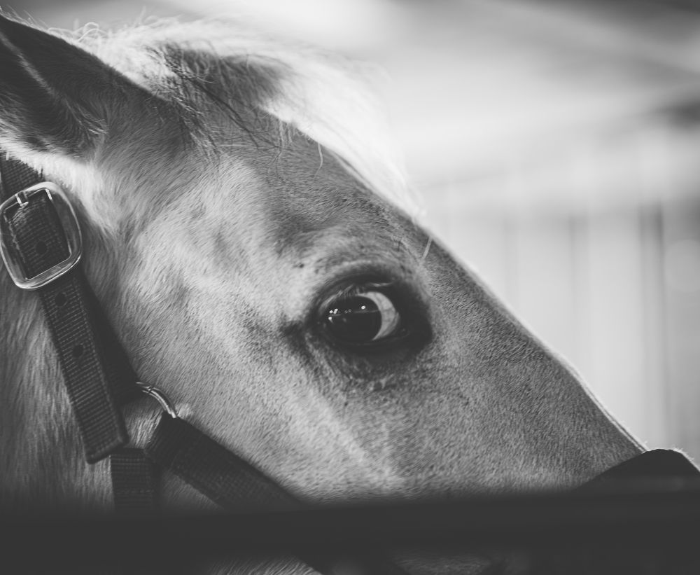 Фотография автора NIKOLAY KALININ