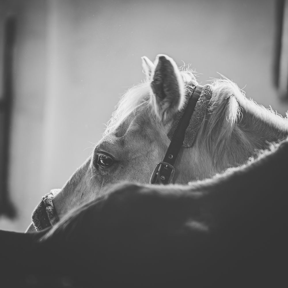 Фотография автора NIKOLAY KALININ