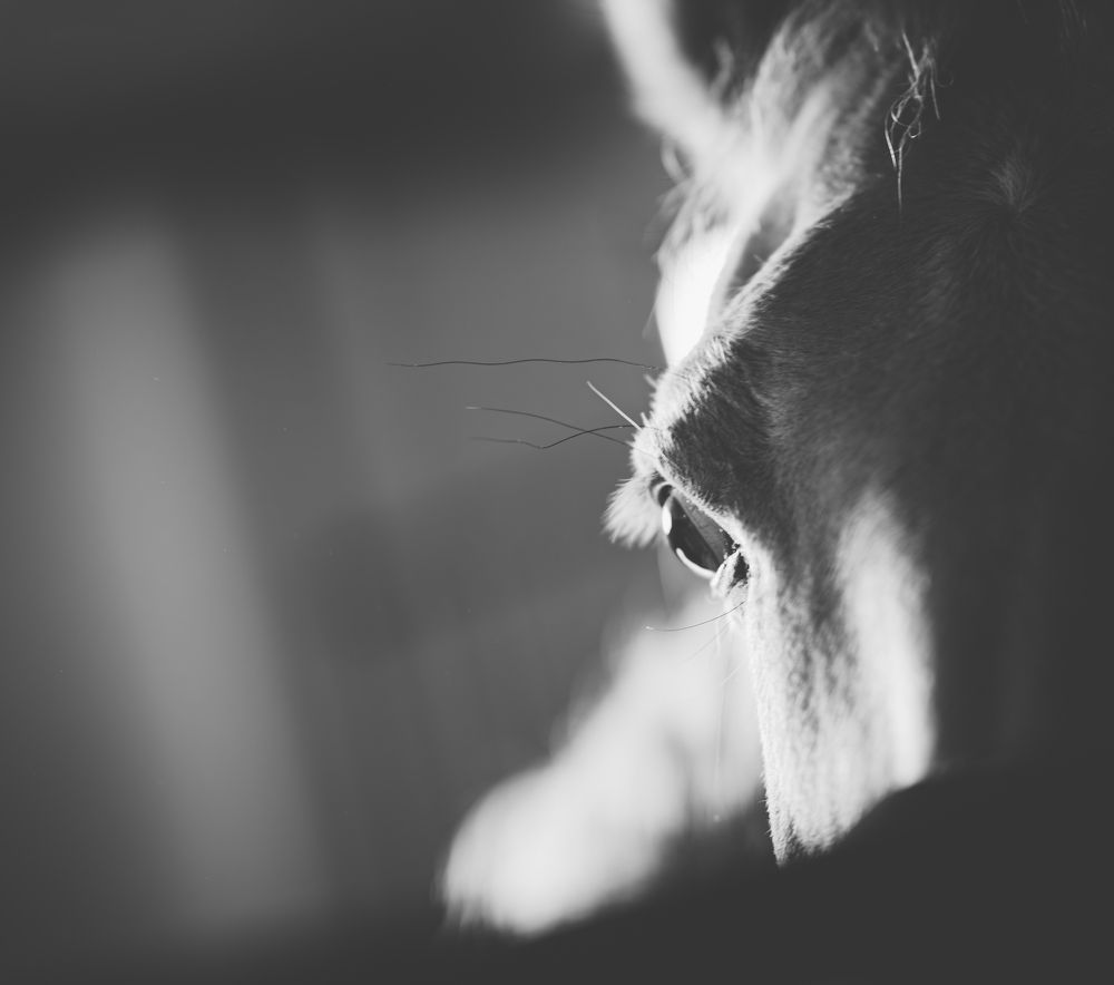 Фотография автора NIKOLAY KALININ