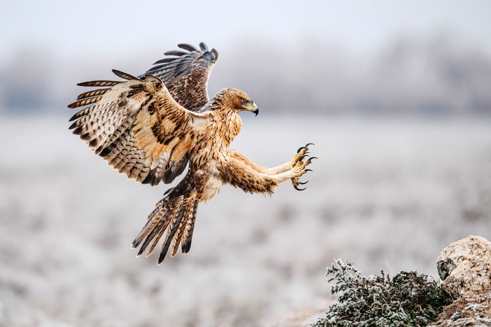 With open wings in flight!