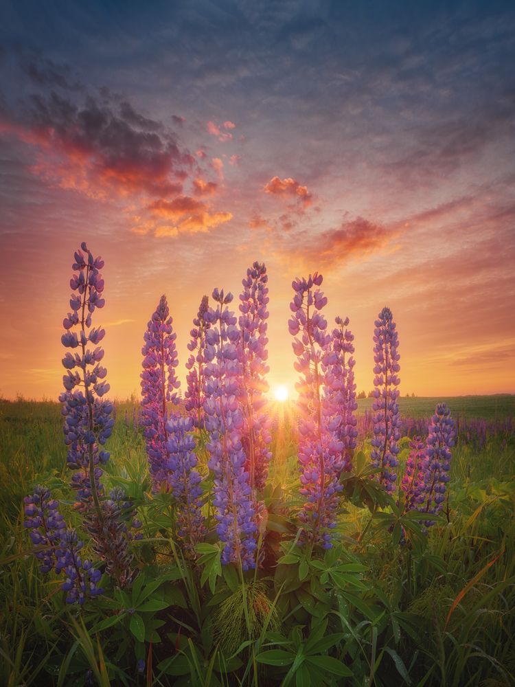 Photograph by Dmitry Medyancev