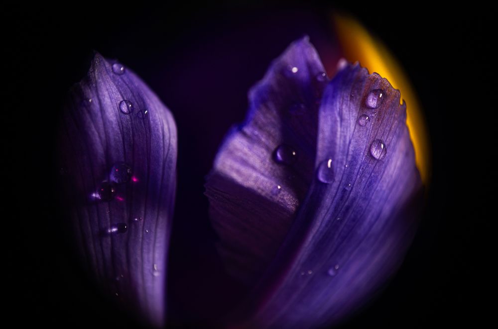 Photograph by Элен Пройс