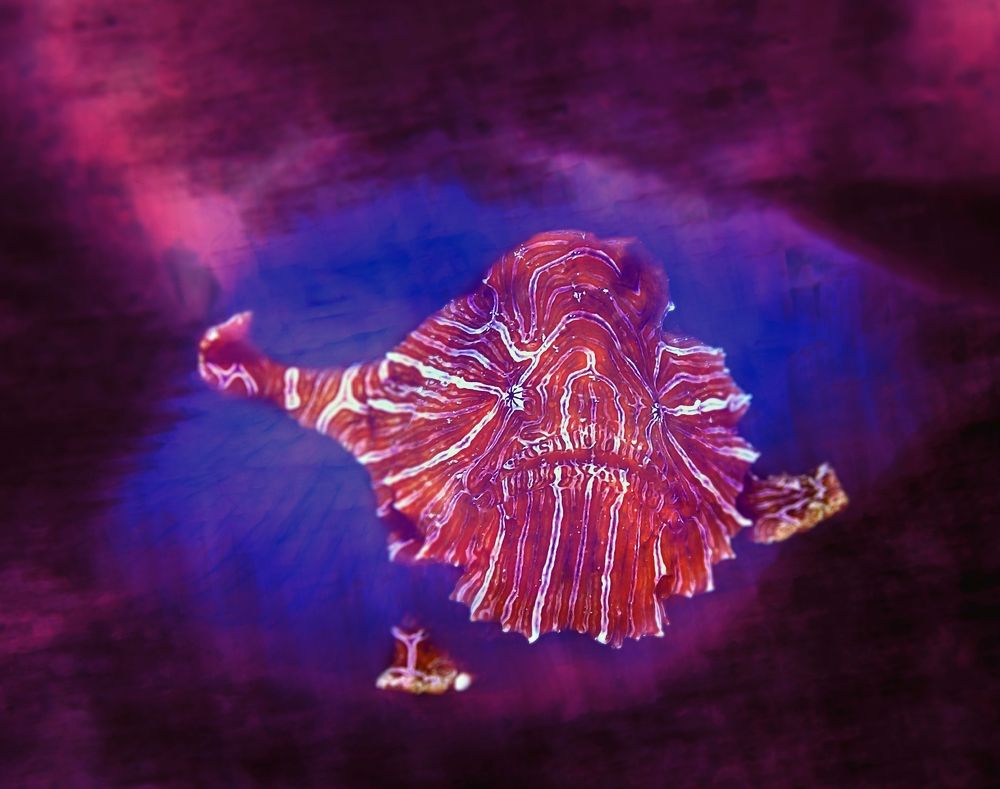 Photograph by Aldo Galante