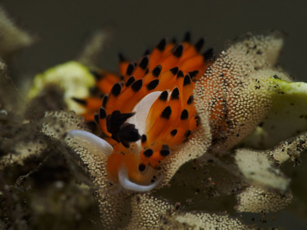 Photograph by Aldo Galante