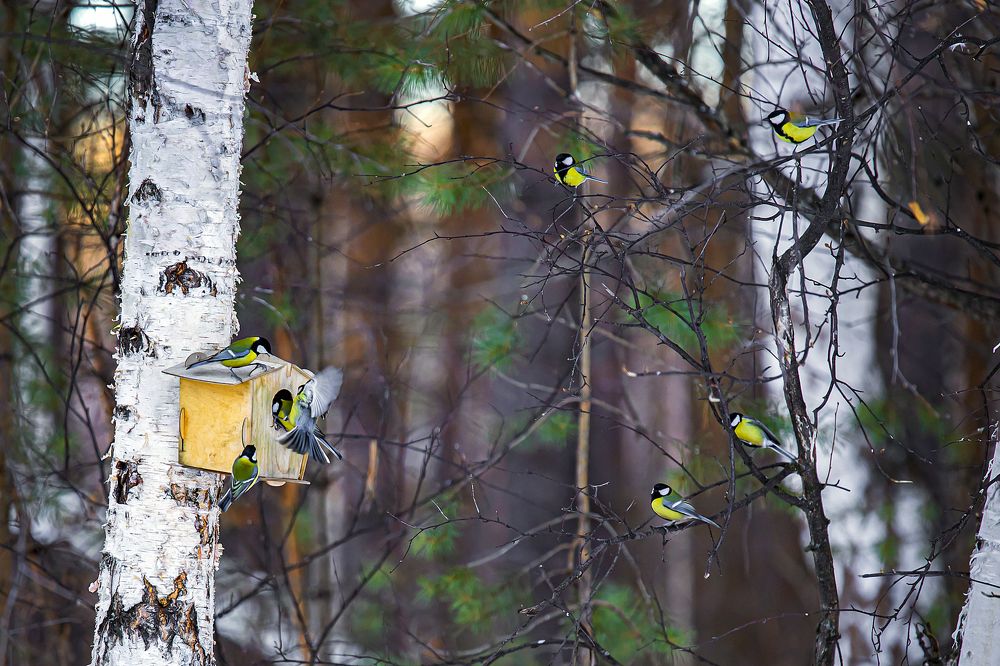 Фотография автора Лариса Корсакова