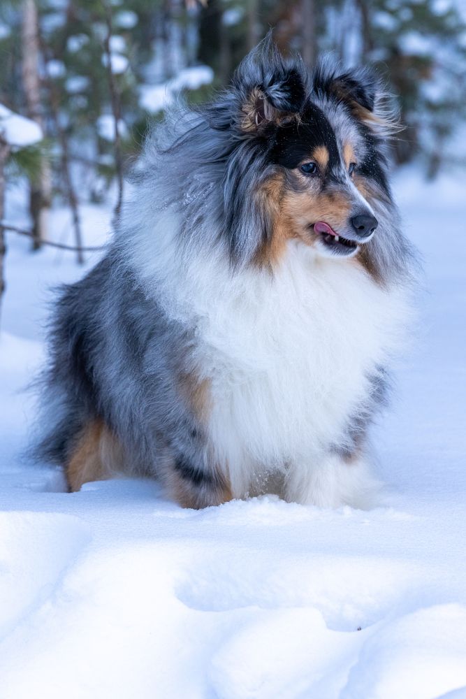 Сейчас я тебя съем