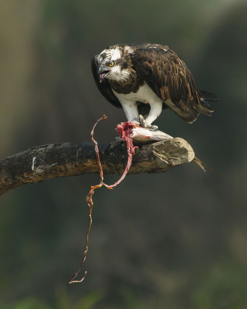 Photograph by Susanjit Saha
