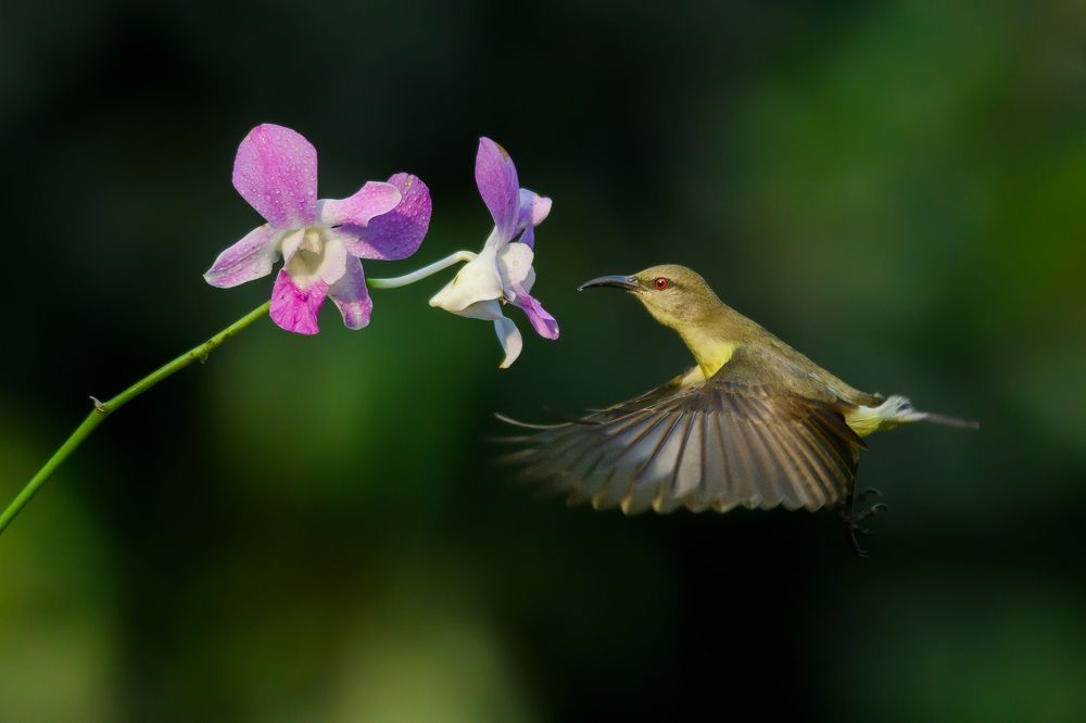 Photograph by Susanjit Saha