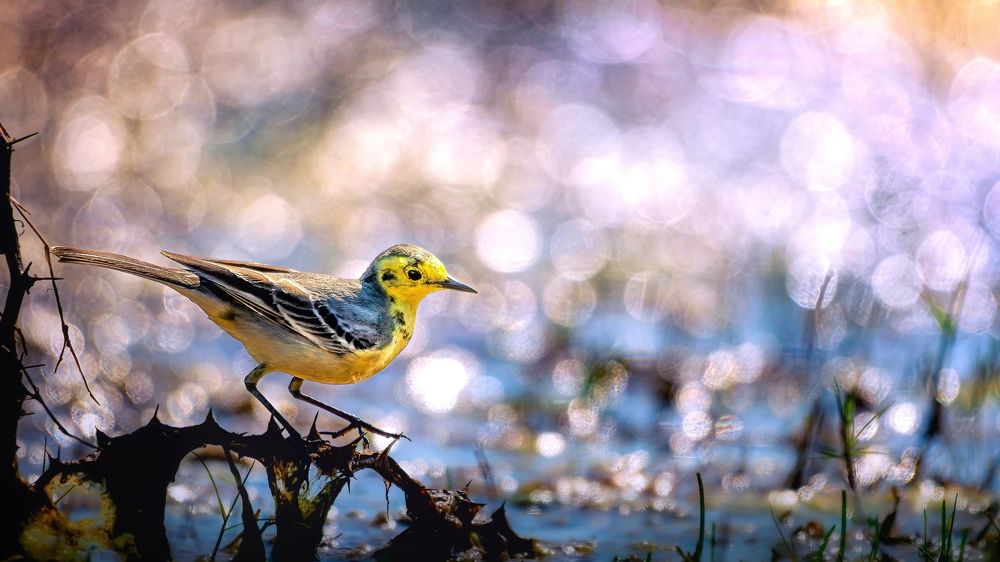 Photograph by kansara parth