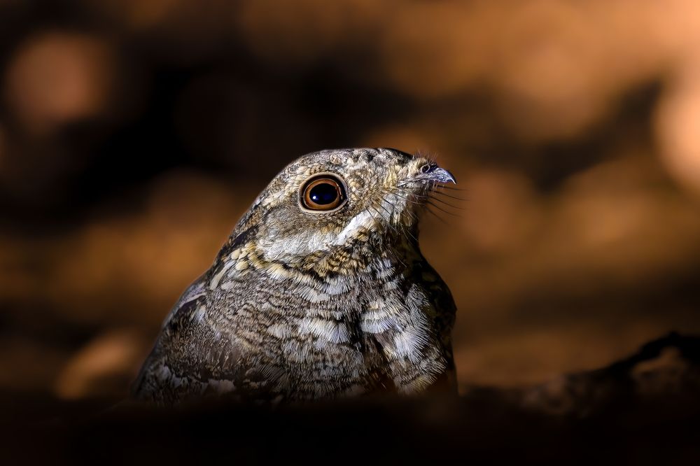 Photograph by kansara parth