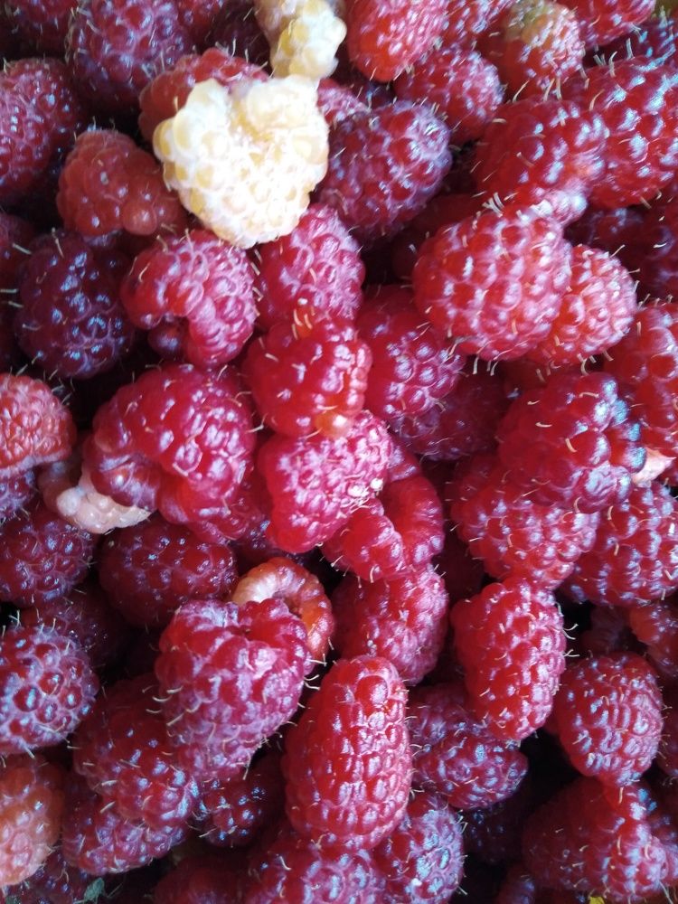 Photograph by Янина Милош