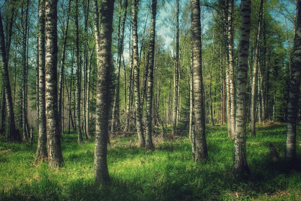 Фотография автора Анатолий Нифантов