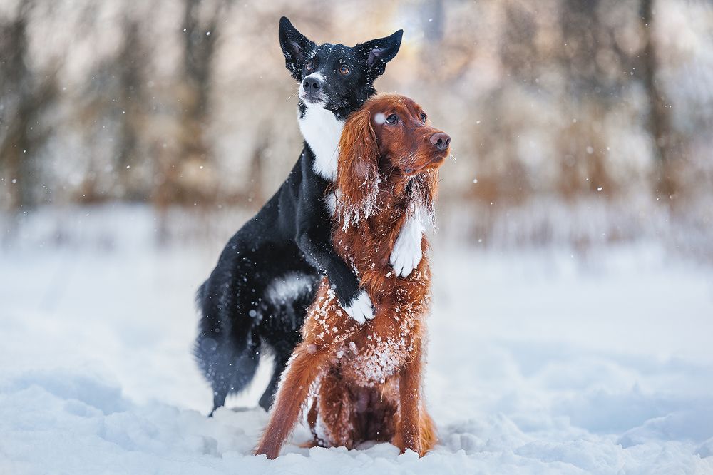 Photograph by Шитиков Владимир