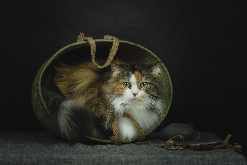 Фотография автора Мороз Ирина