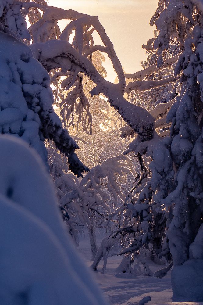 Фотография автора Светлана Зимина