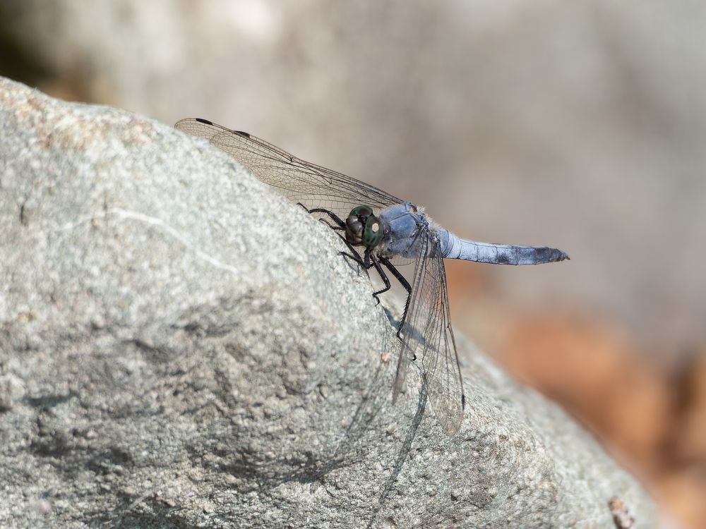 Photograph by Денис Давыдов