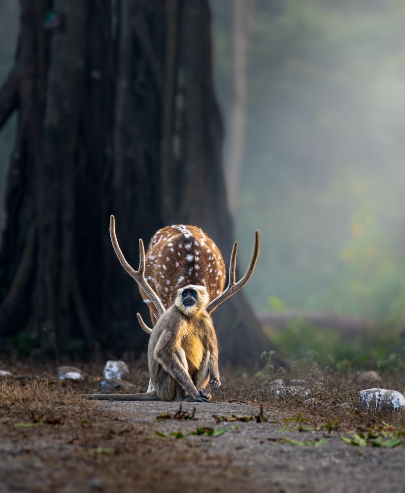 Chital deer with langur.