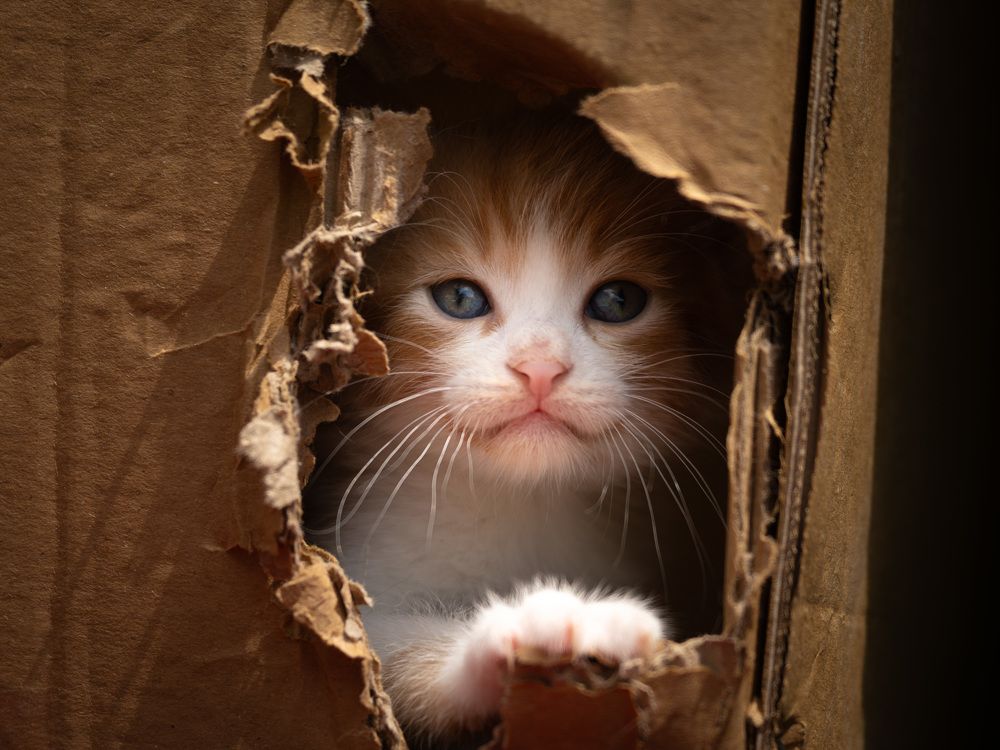 Photograph by Mustafa Sahin