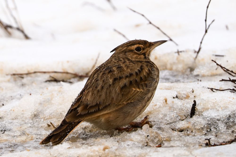 Photograph by Сергей Конюшенко