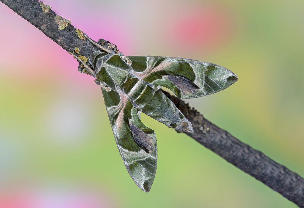 Photograph by Enrico Luzi