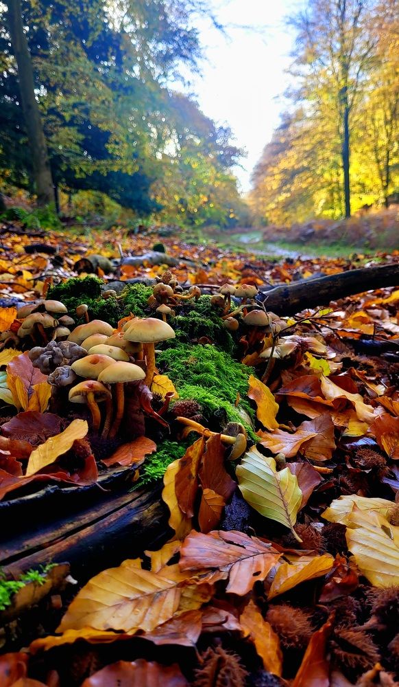 Photograph by Эдуард Лудзитис