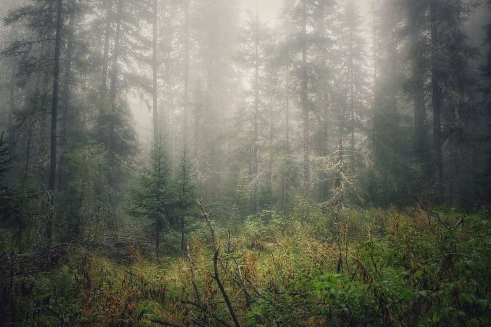 Фотография автора Анатолий Нифантов