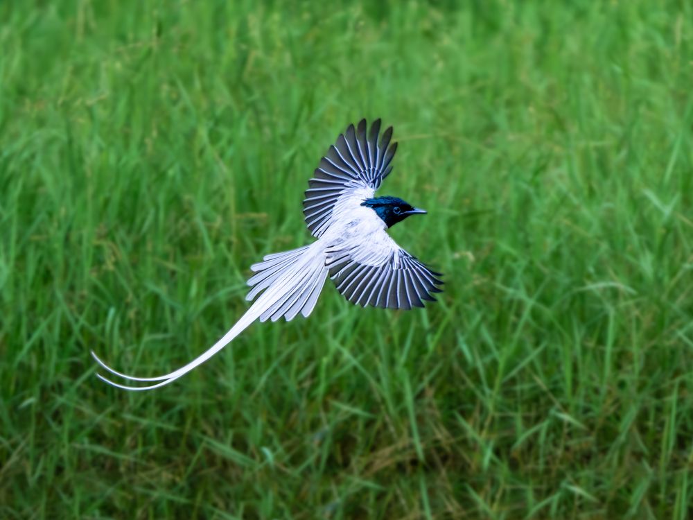 Photograph by Vipin P C