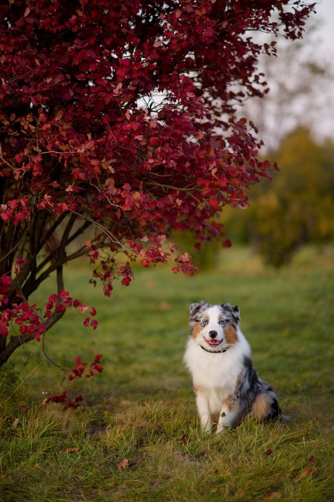 Photograph by Алина Сущинская