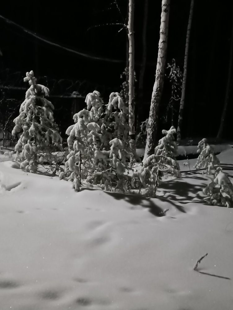 Photo #10289264