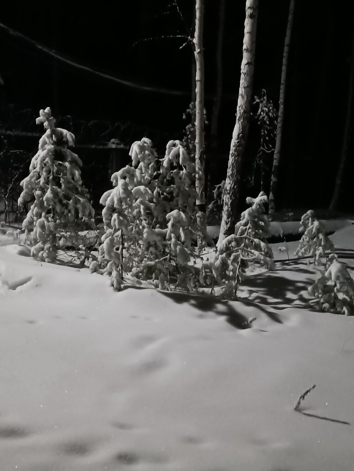Photo #10289264